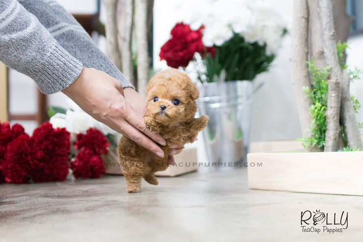 Rolly Teacup Puppies Hollie - Poodle. F.