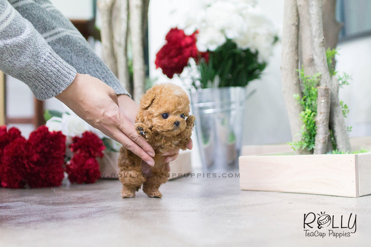 Rolly Teacup Puppies Hollie - Poodle. F.