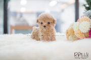 Rolly Teacup Puppies Cody - Poodle. M.