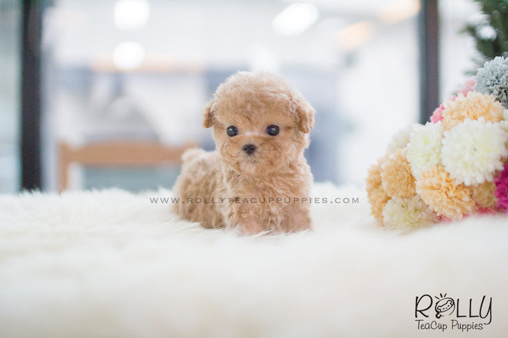 Rolly Teacup Puppies Cody - Poodle. M.