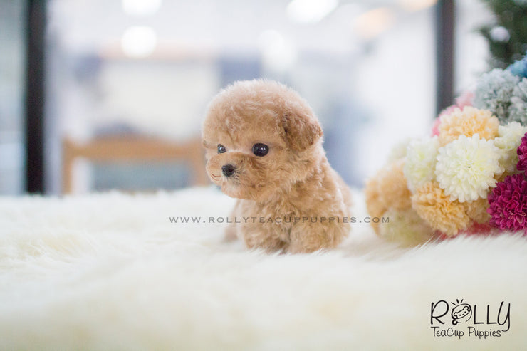 Rolly Teacup Puppies Cody - Poodle. M.