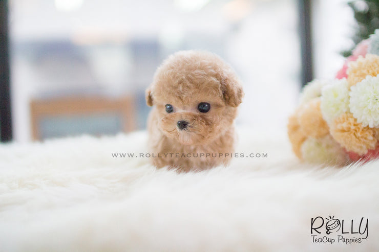 Rolly Teacup Puppies Cody - Poodle. M.