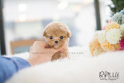 Rolly Teacup Puppies Cody - Poodle. M.