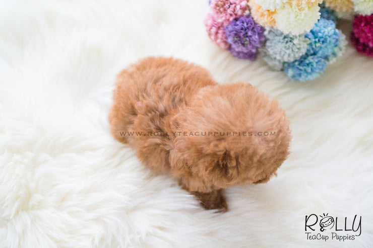 Rolly Teacup Puppies Joy - Poodle. F.
