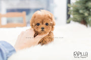 Rolly Teacup Puppies Joy - Poodle. F.