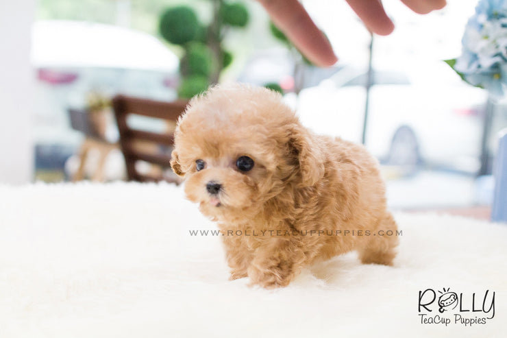 Rolly Teacup Puppies Uggi - Poodle.