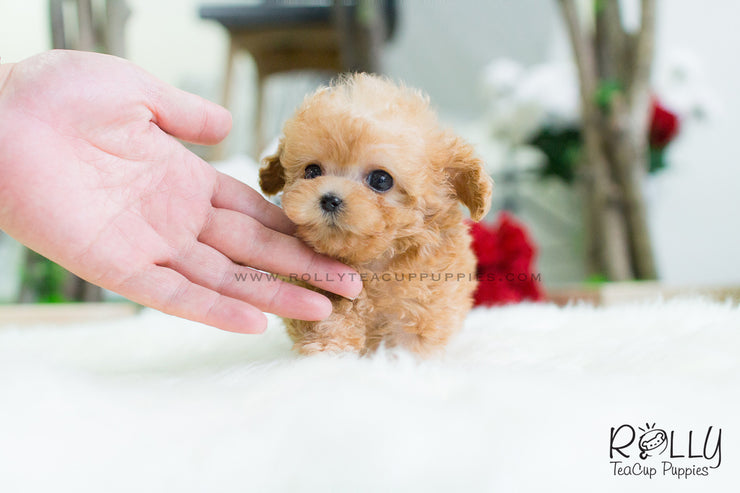 Rolly Teacup Puppies Uggi - Poodle.