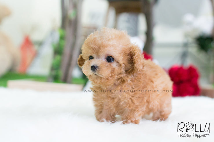 Rolly Teacup Puppies Uggi - Poodle.