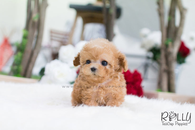 Rolly Teacup Puppies Uggi - Poodle.