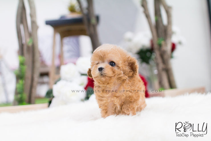 Rolly Teacup Puppies Uggi - Poodle.