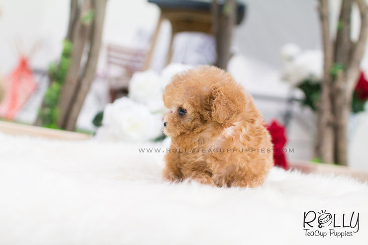 Rolly Teacup Puppies Uggi - Poodle.
