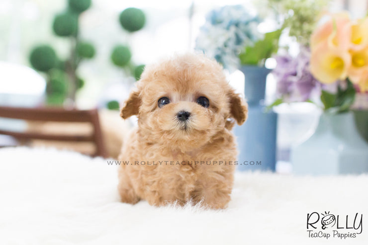 Rolly Teacup Puppies Uggi - Poodle.