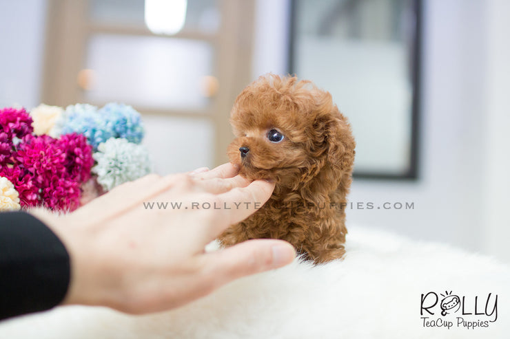 Rolly Teacup Puppies Cherry - Poodle. F.