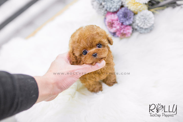 Rolly Teacup Puppies Cherry - Poodle. F.