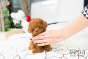 Rolly Teacup Puppies Bridget - Poodle.