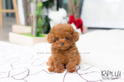 Rolly Teacup Puppies Bridget - Poodle.