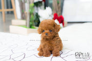 Rolly Teacup Puppies Bridget - Poodle.