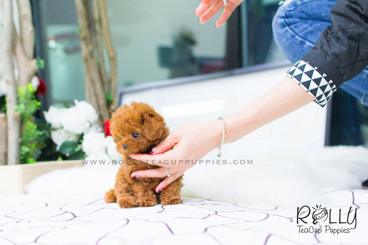 Rolly Teacup Puppies Bridget - Poodle.