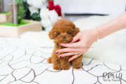 Rolly Teacup Puppies Bridget - Poodle.