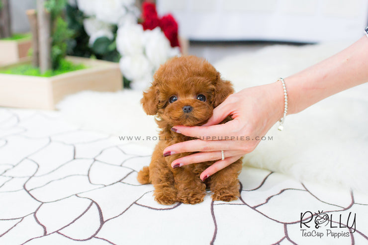 Rolly Teacup Puppies Bridget - Poodle.