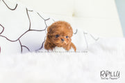 Rolly Teacup Puppies Cooper - Poodle. M.