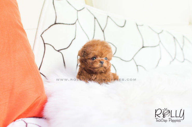 Rolly Teacup Puppies Cooper - Poodle. M.