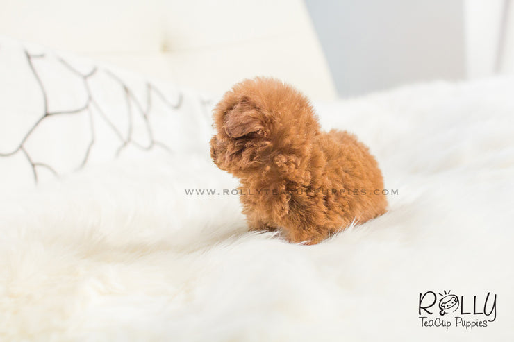 Rolly Teacup Puppies Cooper - Poodle. M.