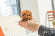 Rolly Teacup Puppies Cooper - Poodle. M.