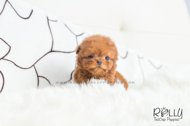 Rolly Teacup Puppies Cooper - Poodle. M.