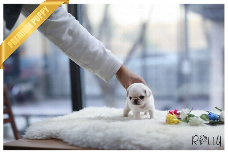 Rolly Teacup Puppies (Purchased by Barrett) Posie - Pug. F.