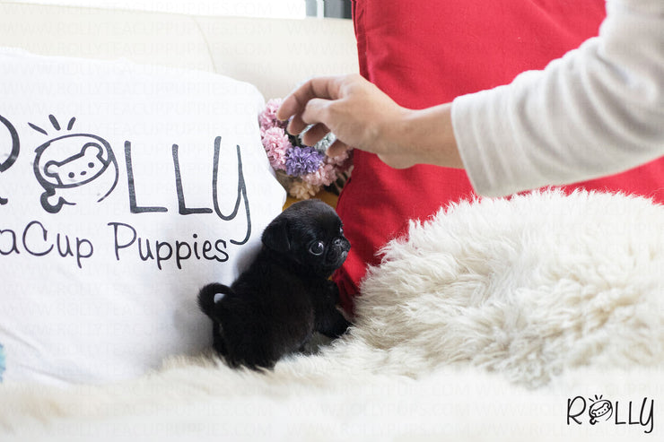 Rolly Teacup Puppies (Purchased by Grubbs) Posie - Pug. F.