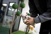 Rolly Teacup Puppies (Purchased by Jose) Potato - French. M.