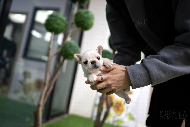 Rolly Teacup Puppies (Purchased by Jose) Potato - French. M.