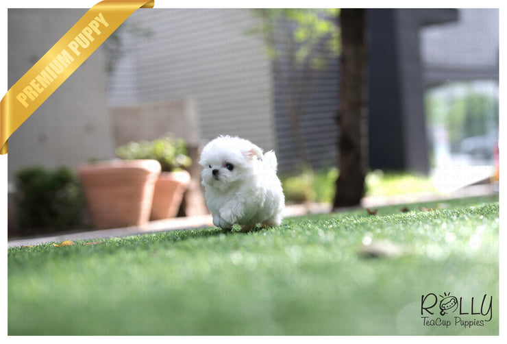 Rolly Teacup Puppies (SOLD to Kinanti) Prince - Maltese. M.
