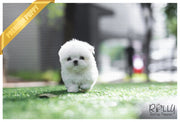 Rolly Teacup Puppies (SOLD to Kinanti) Prince - Maltese. M.
