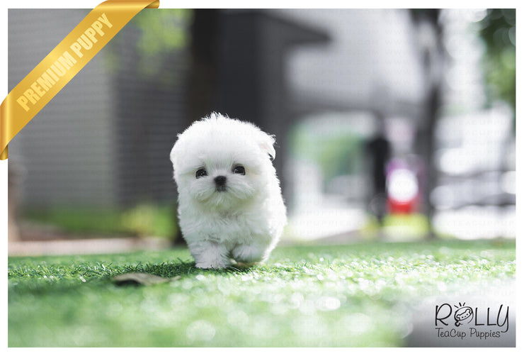 Rolly Teacup Puppies (SOLD to Kinanti) Prince - Maltese. M.