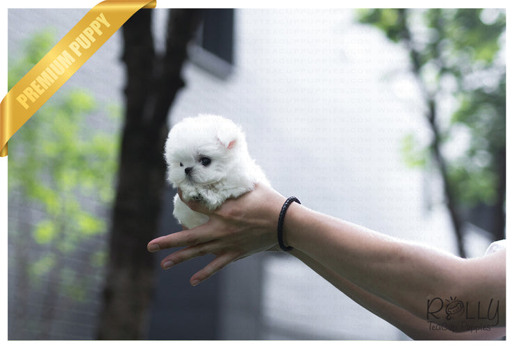 Rolly Teacup Puppies (SOLD to Kinanti) Prince - Maltese. M.