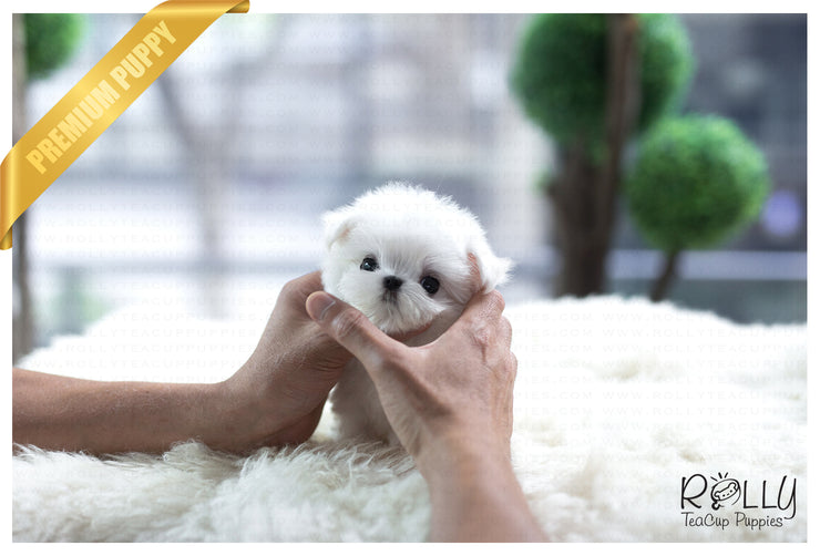 Rolly Teacup Puppies (SOLD to Kinanti) Prince - Maltese. M.