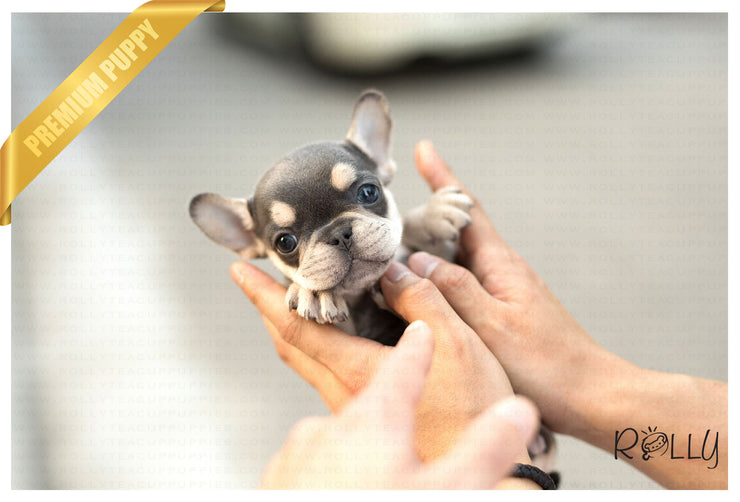 Rolly Teacup Puppies (Purchased by Ellis) Princess - French Bulldog. F.