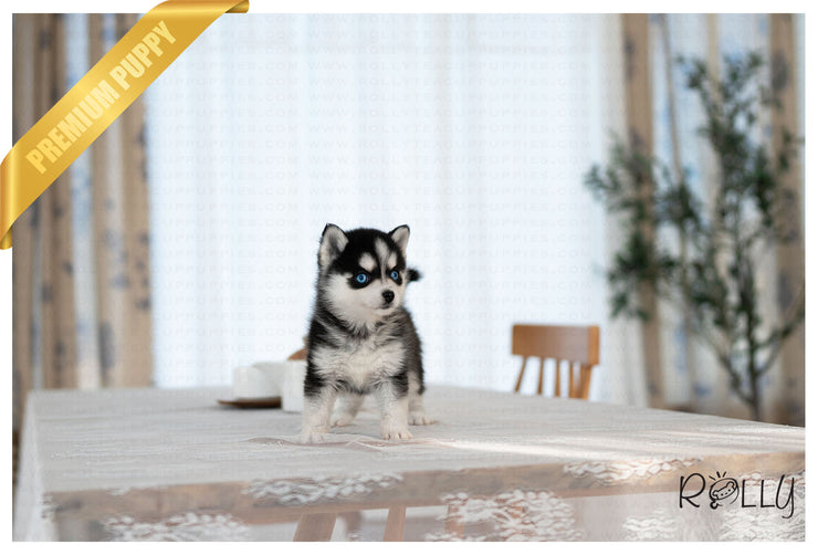 Rolly Teacup Puppies QUINN - FEMALE (PURCHASED by ANDRE).