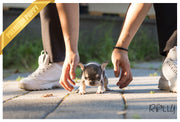Rolly Teacup Puppies (Purchased by Bouvier) Queen - French Bulldog. F.
