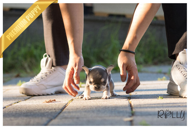 Rolly Teacup Puppies (Purchased by Bouvier) Queen - French Bulldog. F.