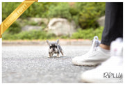 Rolly Teacup Puppies (Purchased by Bouvier) Queen - French Bulldog. F.