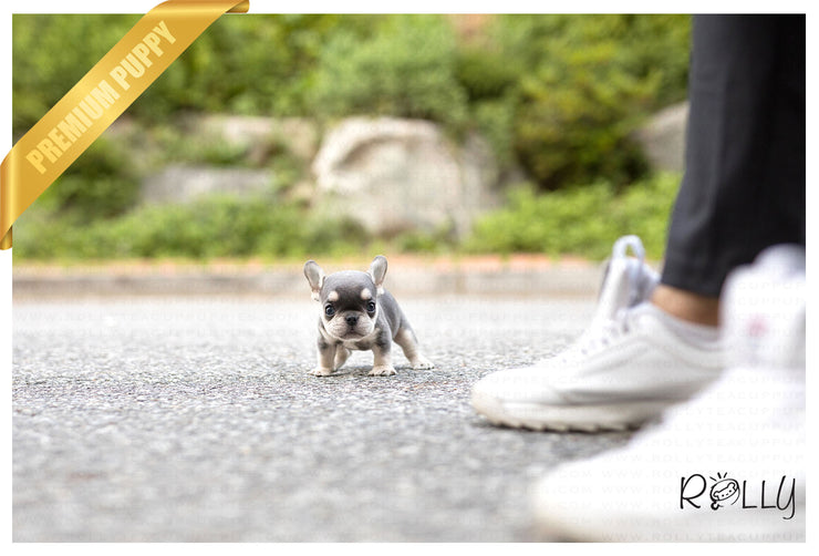 Rolly Teacup Puppies (Purchased by Bouvier) Queen - French Bulldog. F.