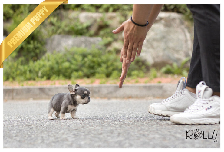 Rolly Teacup Puppies (Purchased by Bouvier) Queen - French Bulldog. F.