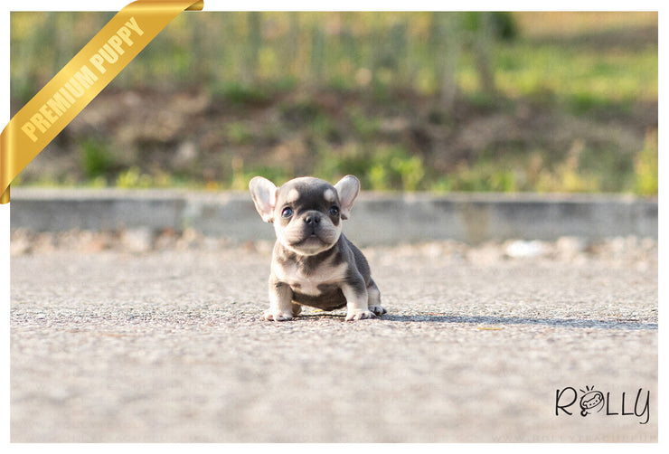 Rolly Teacup Puppies (Purchased by Bouvier) Queen - French Bulldog. F.