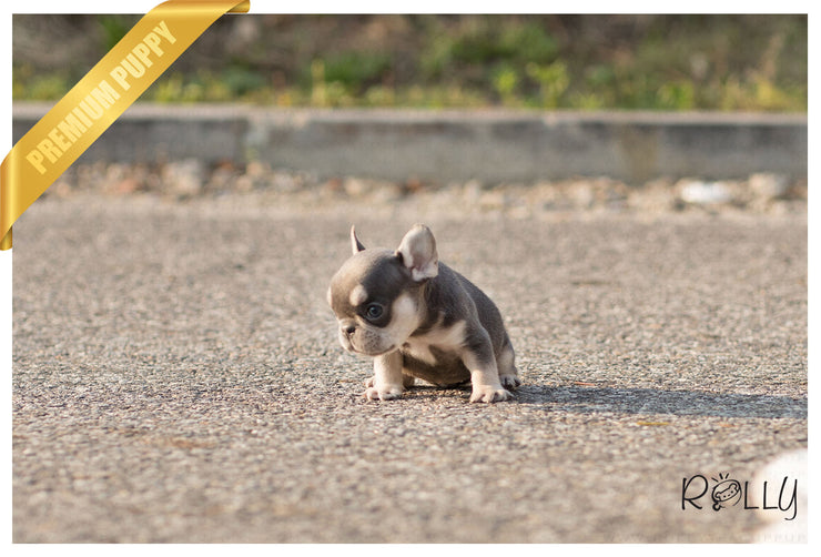 Rolly Teacup Puppies (Purchased by Bouvier) Queen - French Bulldog. F.