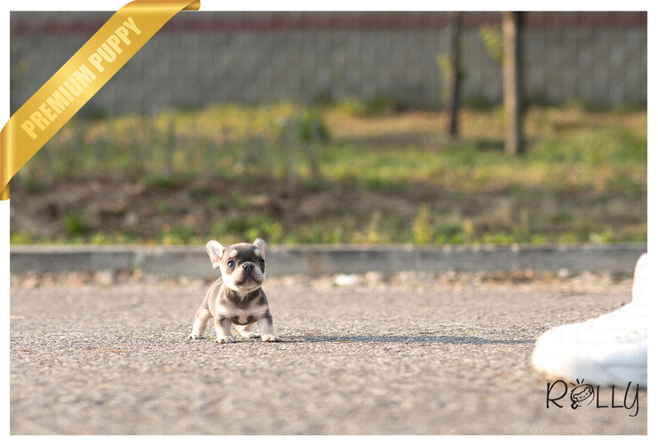 Rolly Teacup Puppies (Purchased by Bouvier) Queen - French Bulldog. F.