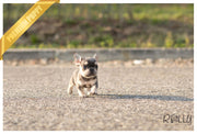 Rolly Teacup Puppies (Purchased by Bouvier) Queen - French Bulldog. F.