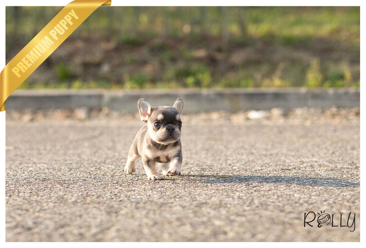 Rolly Teacup Puppies (Purchased by Bouvier) Queen - French Bulldog. F.